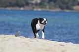 BOSTON TERRIER 297